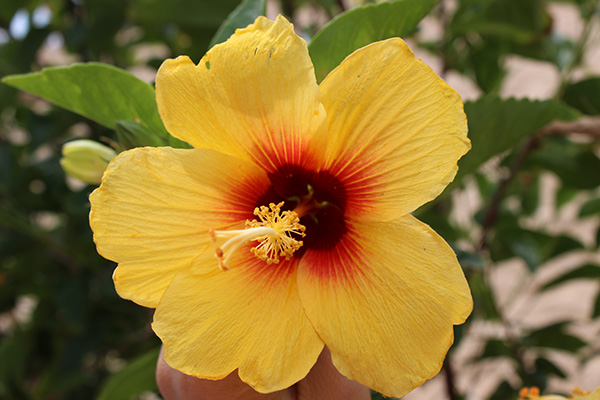 お花