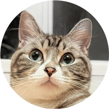 猫スタッフの美華