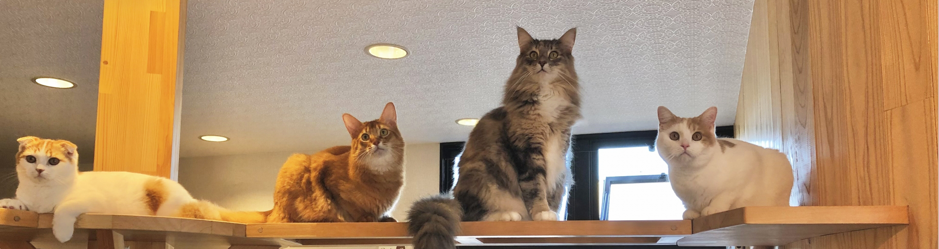猫のお出迎え画像