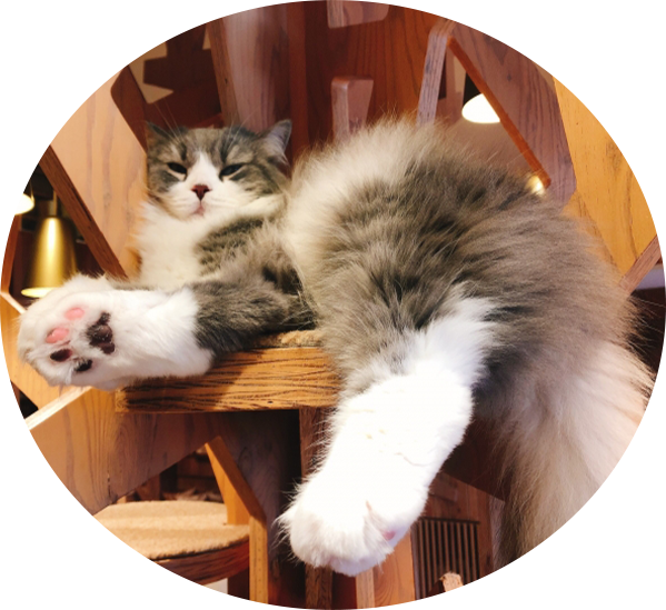 キャットタワーにいる肉球が見える猫の画像