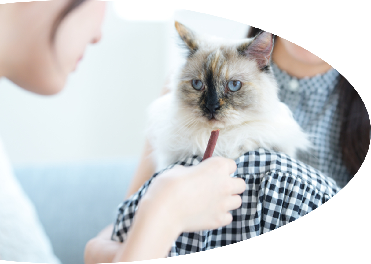 猫との触れ合い画像