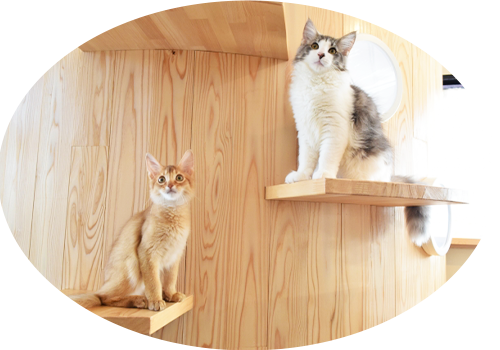 キャットタワーの猫２匹がこちらを見ている画像
