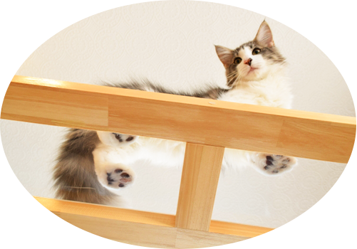透明天井にいる猫の肉球が見える画像