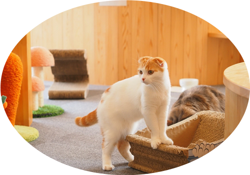 猫が様子を伺っている画像