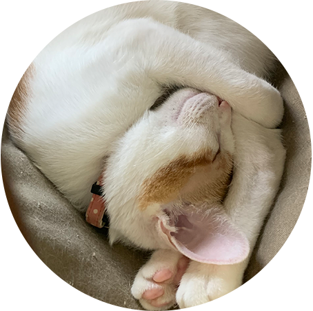 寝てる猫
