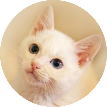 猫スタッフの美華