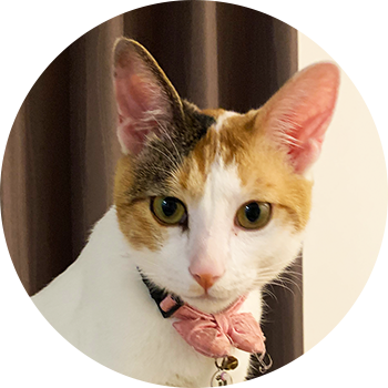 猫スタッフの美華