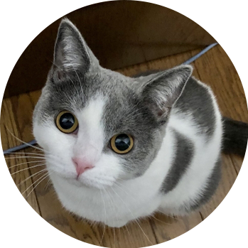 猫スタッフの街花