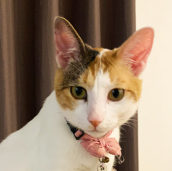 猫スタッフの美華