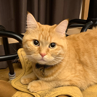 猫スタッフの綿貫